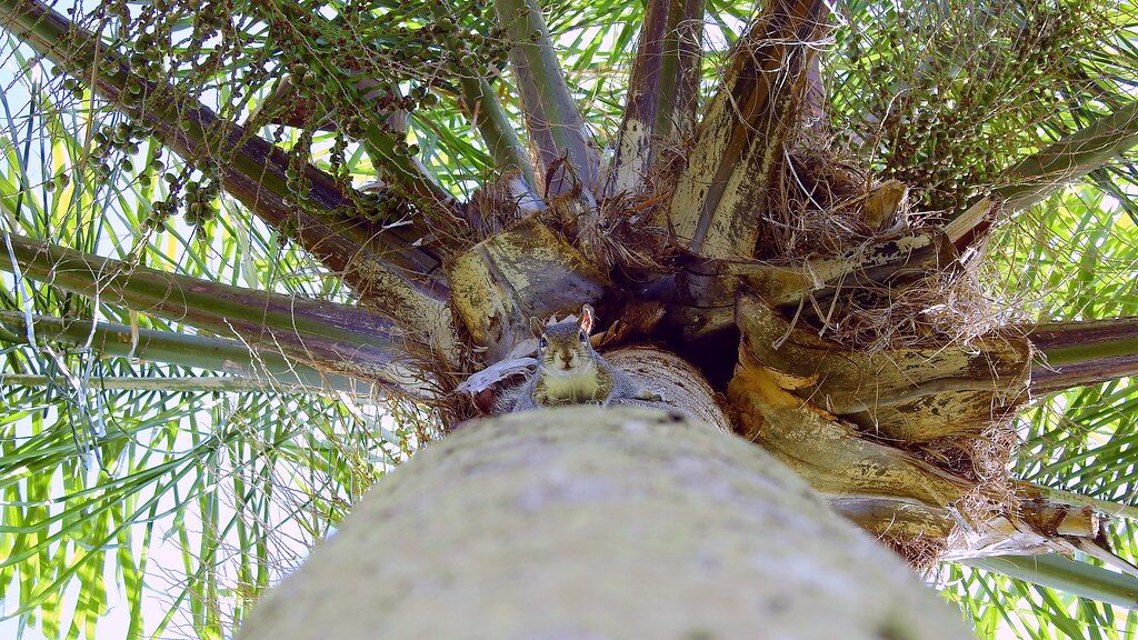 Grey squirrel on queen palm. Professional Palm queen trimming service near you Boca Raton, FL, and Palm Beach County by Tree Maid tree service