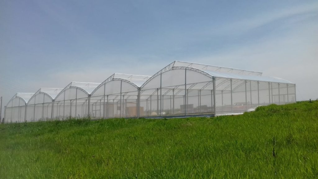 produção em estufa agrícola