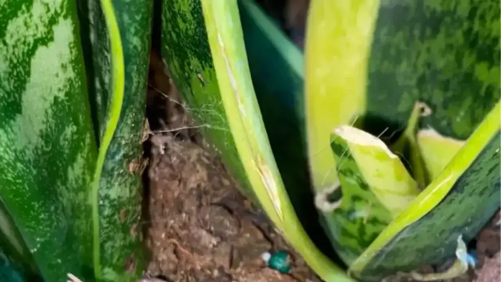 Tiny Webs Between Snake Plant Leaves