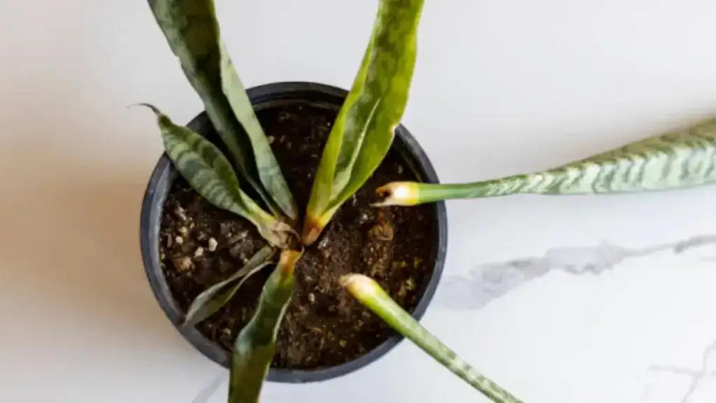 overwater snake plant