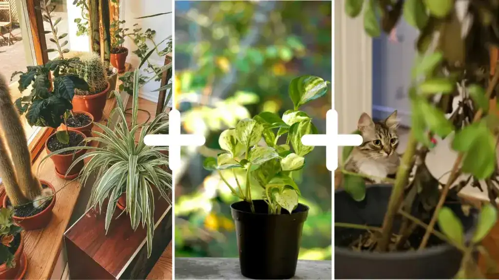 Houseplants Care Secrets: How I choose my first houseplant