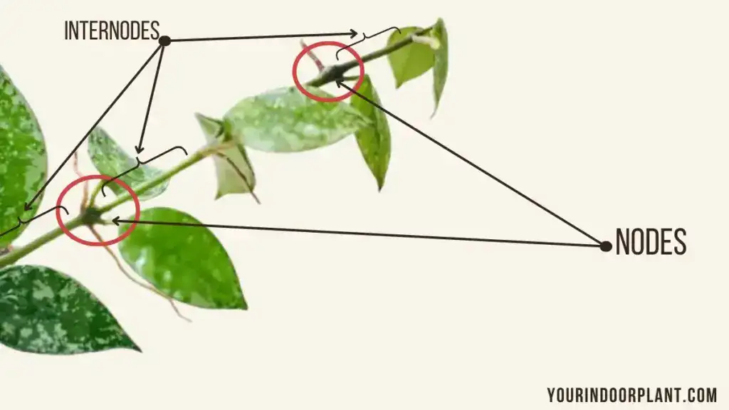 The nodes and internodes on a Hoya stem