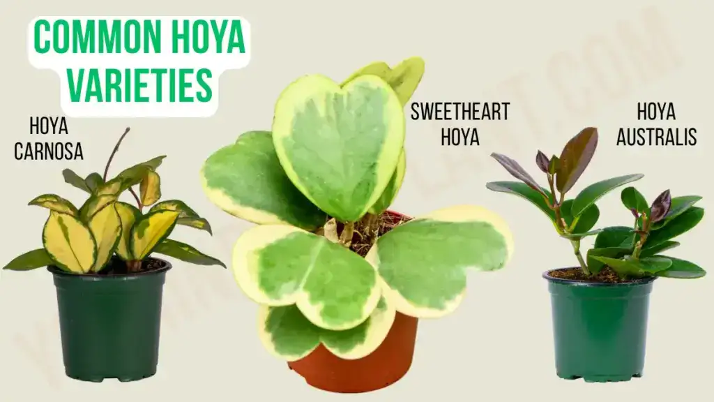 Common Hoya plant varieties — non-toxic to cats