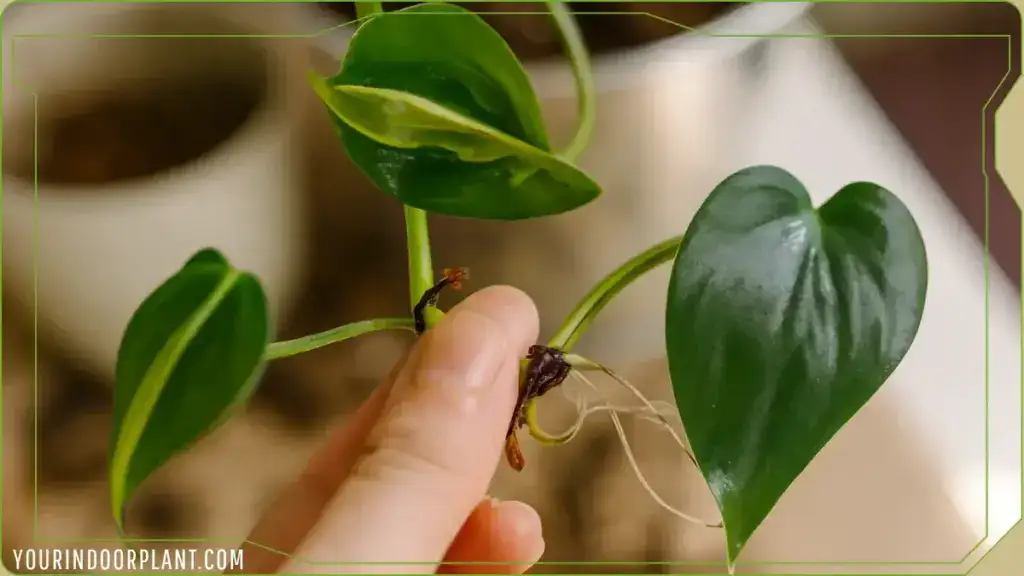 Healthy Philodendron hederaceum roots during propagation