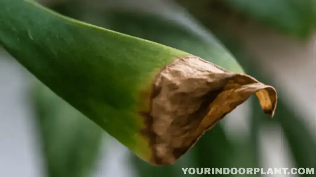 Close-up of a Monstera leaf with a dry crispy brown tip and edge