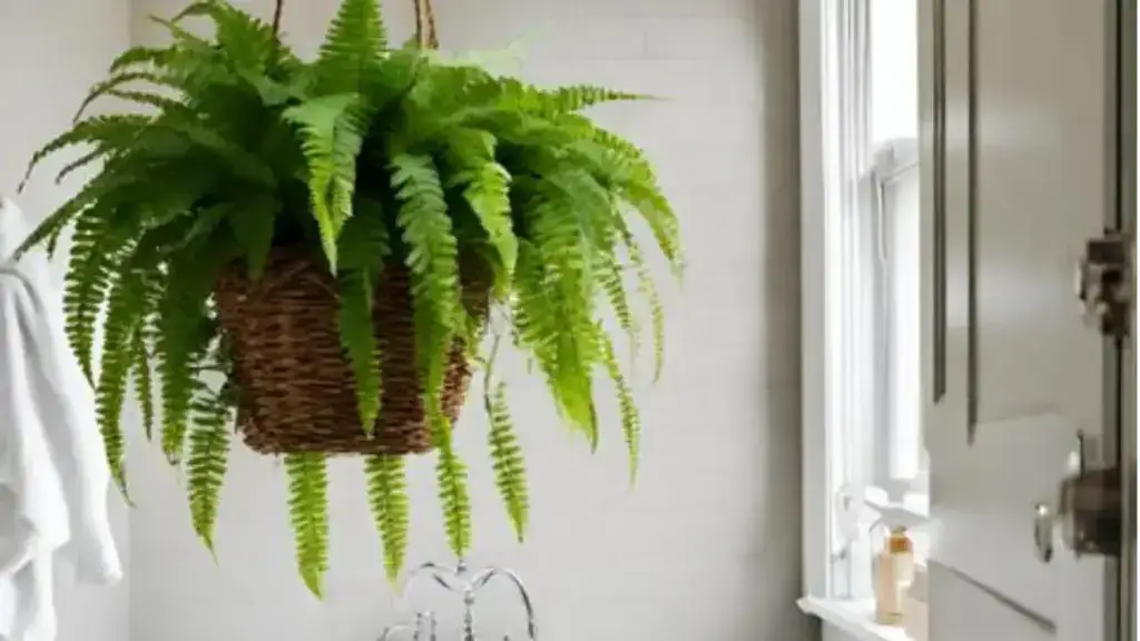 Boston fern with dense green fronds growing in a hanging basket
