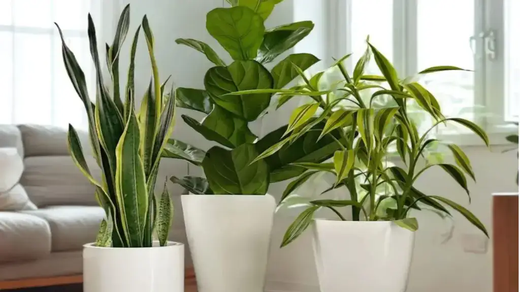 Snake plant, rubber plant, and trailing pothos grouped near a living room window