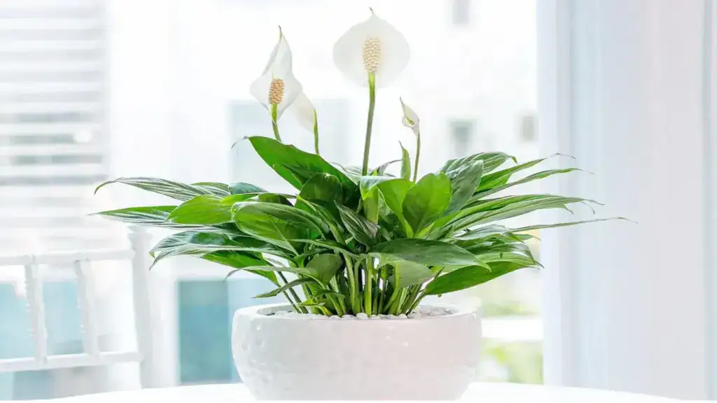 Peace lily with glossy green leaves and white flowers in an indoor pot