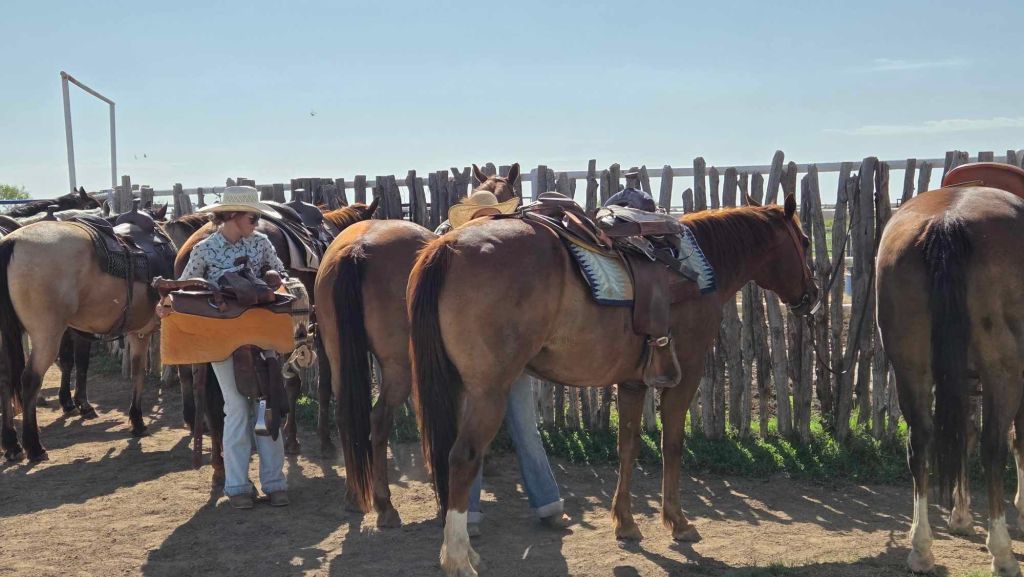 Die Pferde werden vorbereiten für die Reiterfahrung