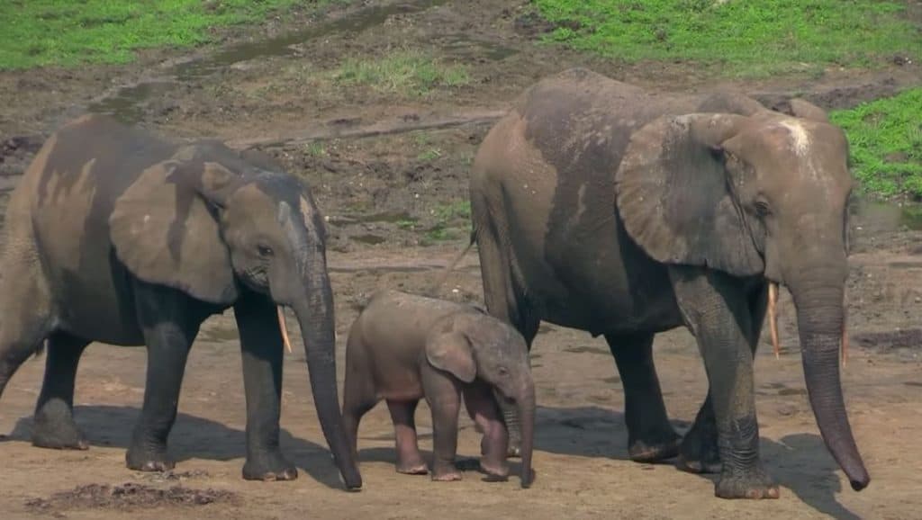 African Forest Elephant