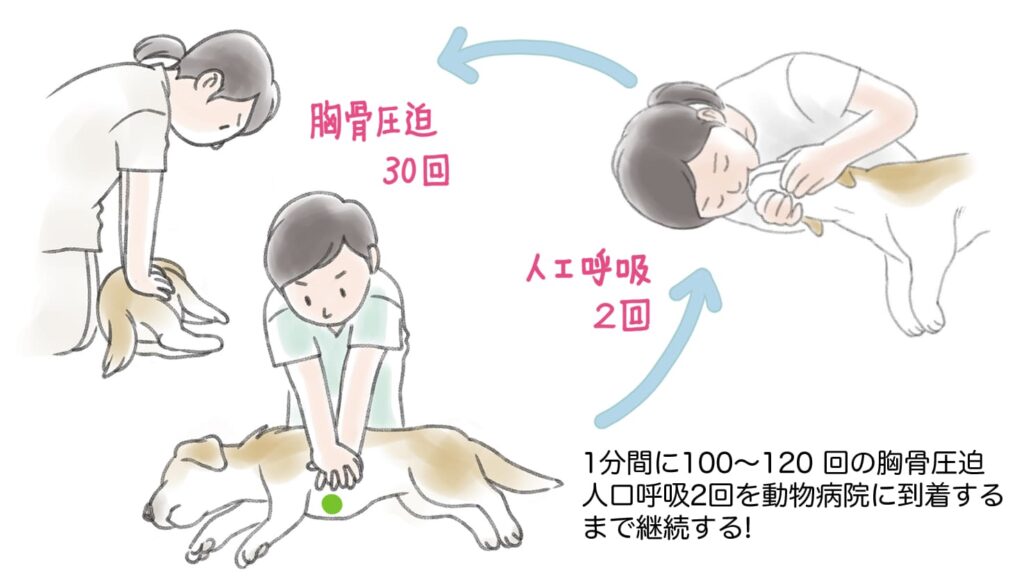 ペットの心肺蘇生法