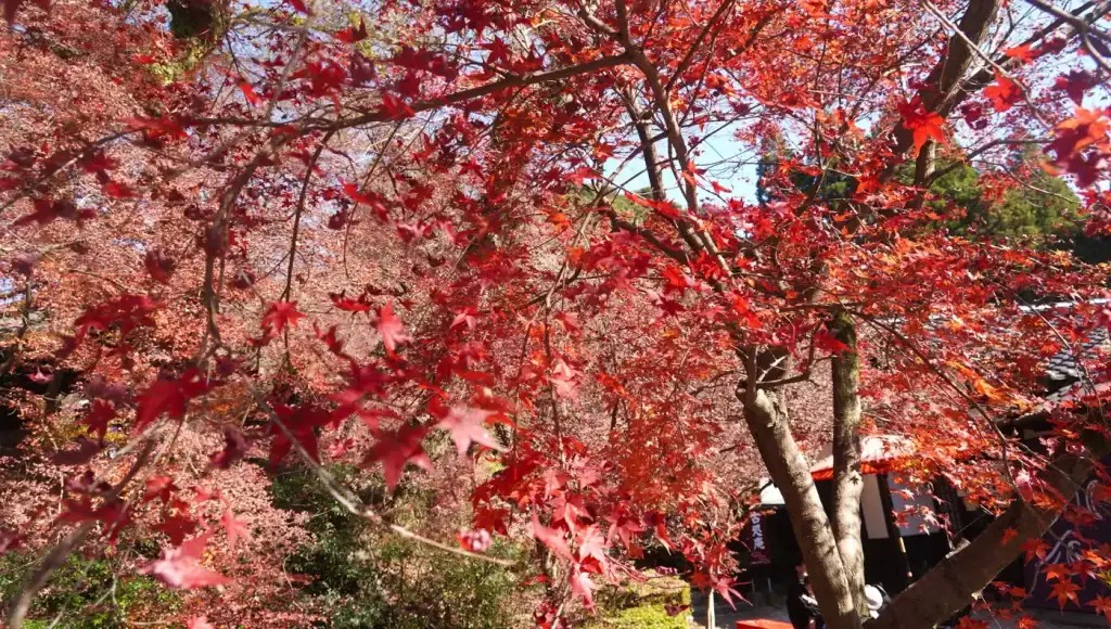 秋月城跡紅葉