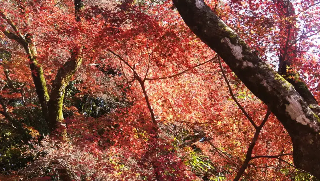 秋月城跡紅葉