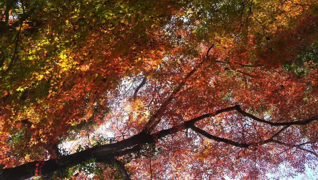 秋月城跡紅葉