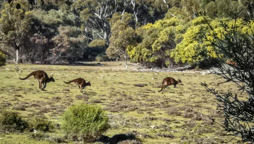 kangaroo Island kangaroo's