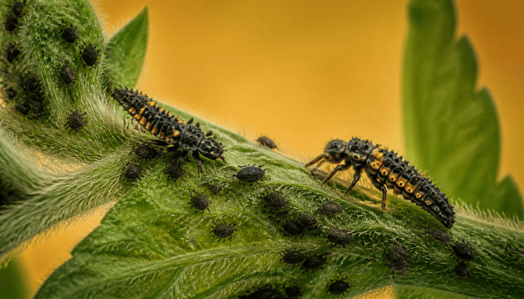 larve de coccinelle