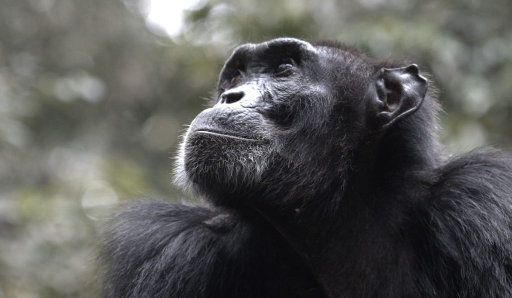 Chimpanzee 