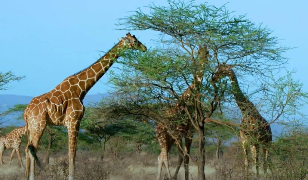 giraffe in wild