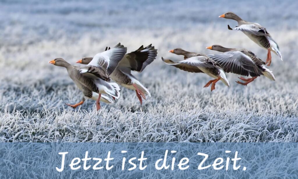 Gänse landen auf einem Taufeld, Zitat: Jetzt ist die Zeit
