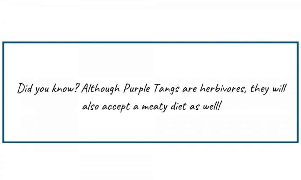 purple tang care guide
