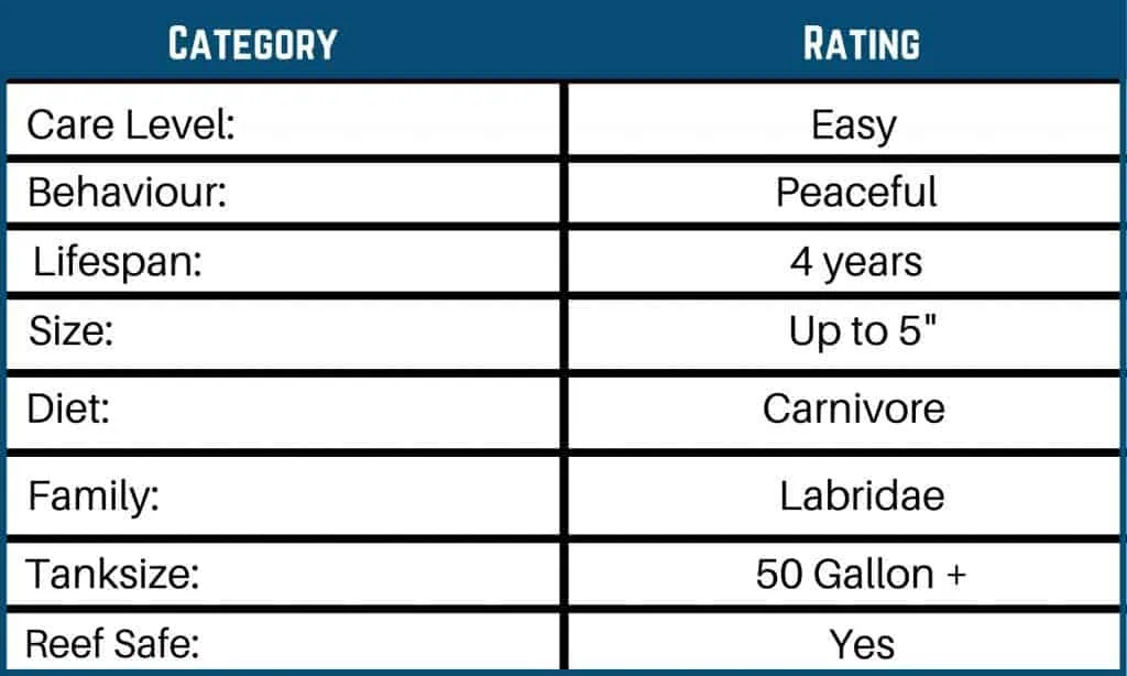 Melanurus wrasse care guide