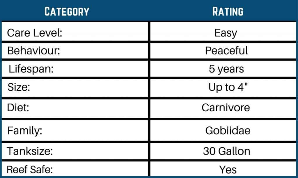 yellow watchman goby care