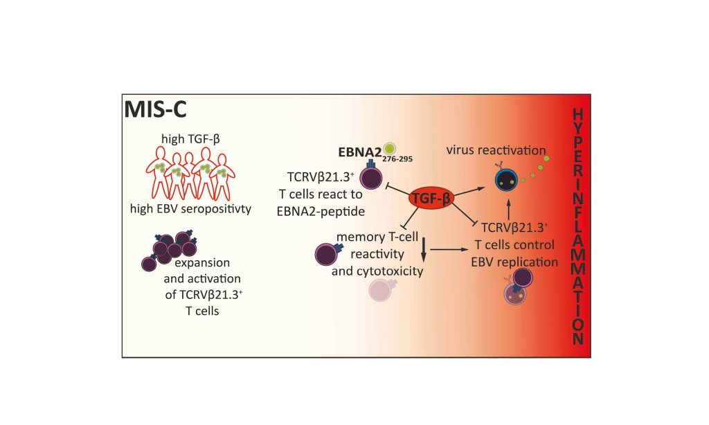 EBV-Reaktivierung als Schlüsselmechanismus
