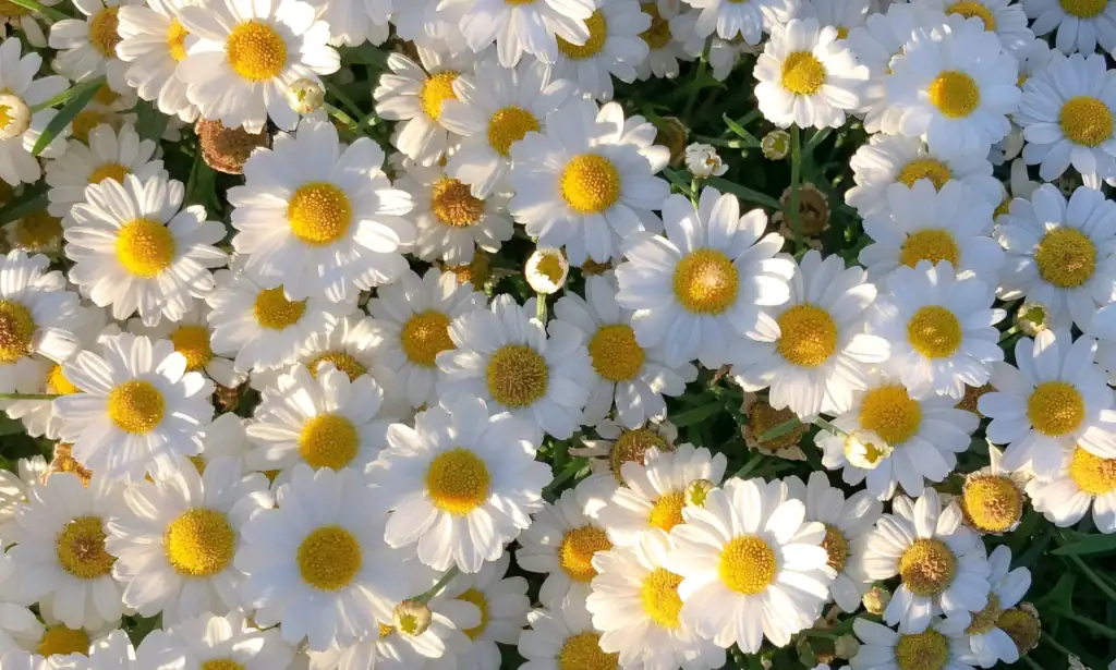 hogar 13 Flor de margarita blanca con centro amarillo que simboliza la inocencia.