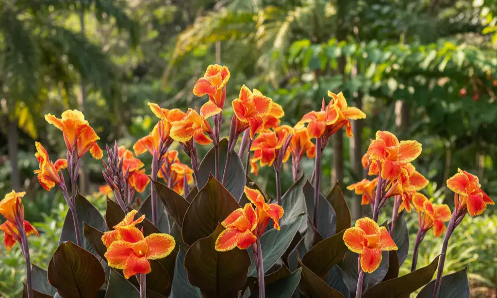 hogar 9 Flor de Canna indica con llamativas hojas tropicales y flores brillantes.