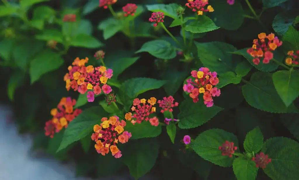 hogar 15 Lantanas