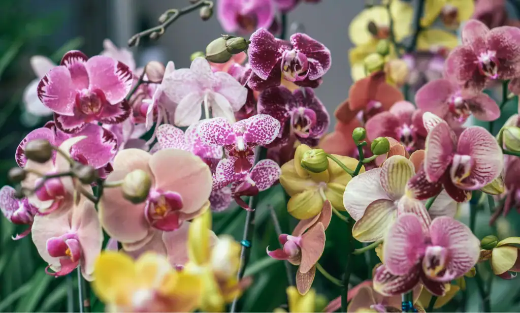 hogar 12 Orquídeas