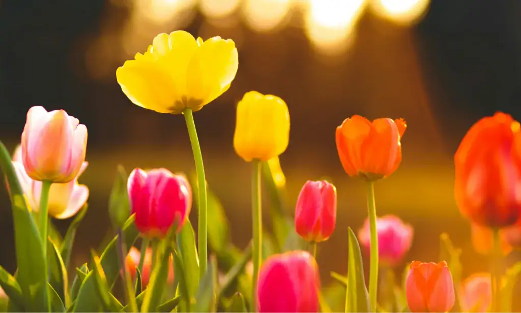 hogar 5 Tulipanes
