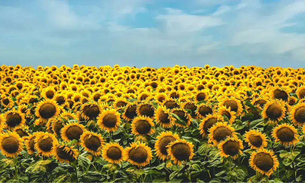 hogar 2 Girasoles