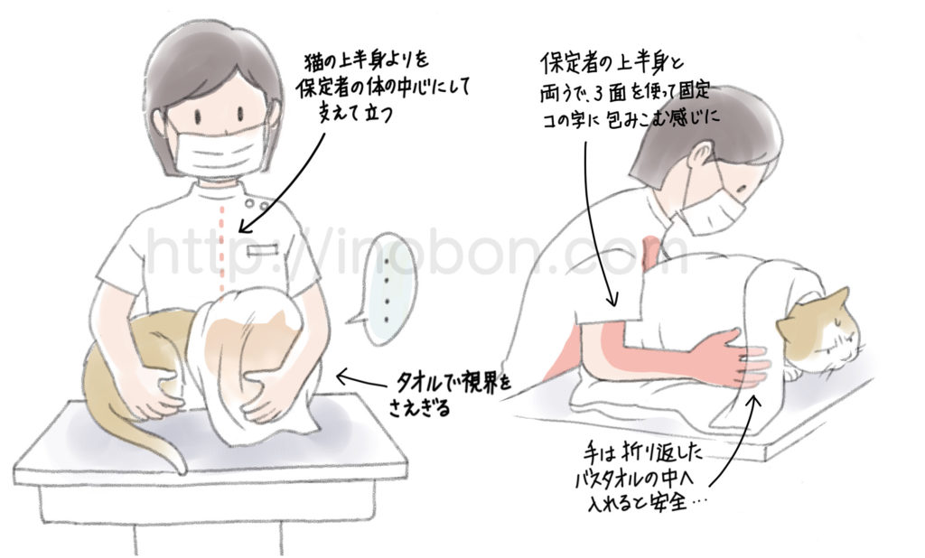 バスタオルを使った猫の安全な保定