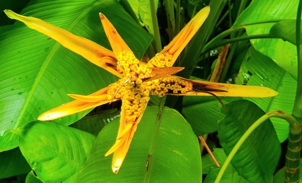 Pflanzen im Diamond Botanical Gardens