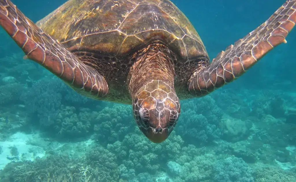 Yet another picture of a turtle swimming in the waters around Apo Island.