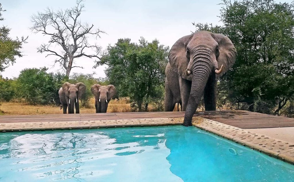 Animals in Camp 04 1500x931 1
