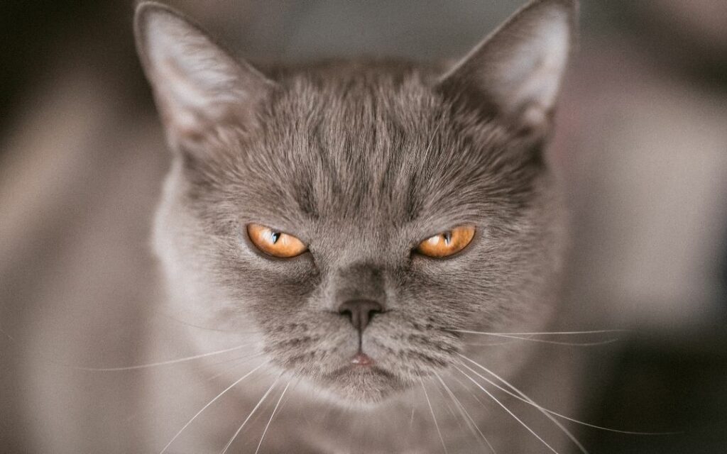 Wütend, graue Katze mit gelben Augen schaut sehr wütend