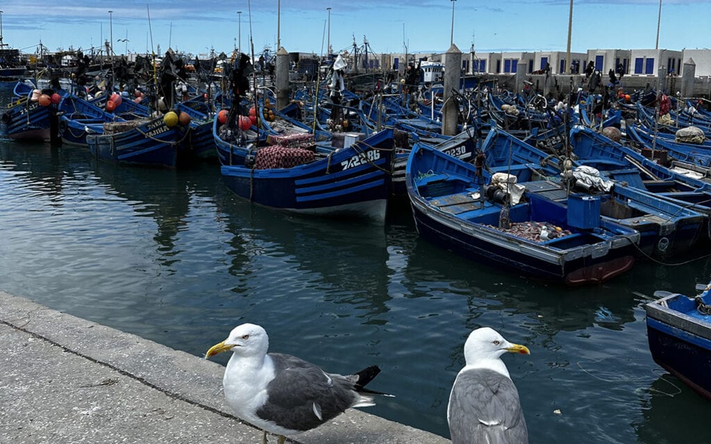 seagulls and blue fisher boats in port of essaouira morocco