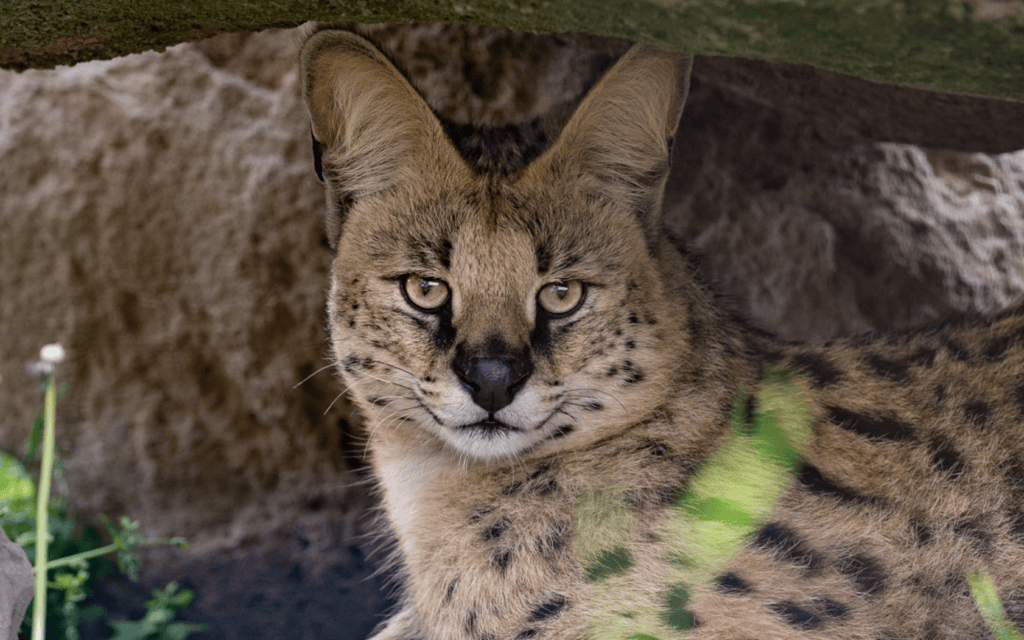 Jake has slit shaped pupils, compared to the larger big cats that have rounded pupils