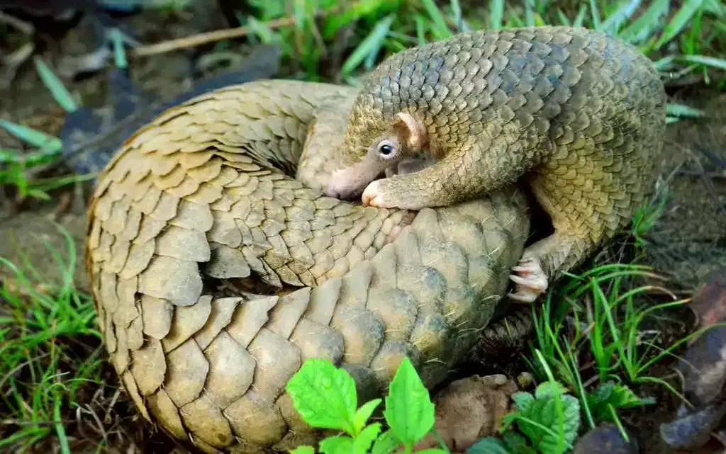Pangolin Congo