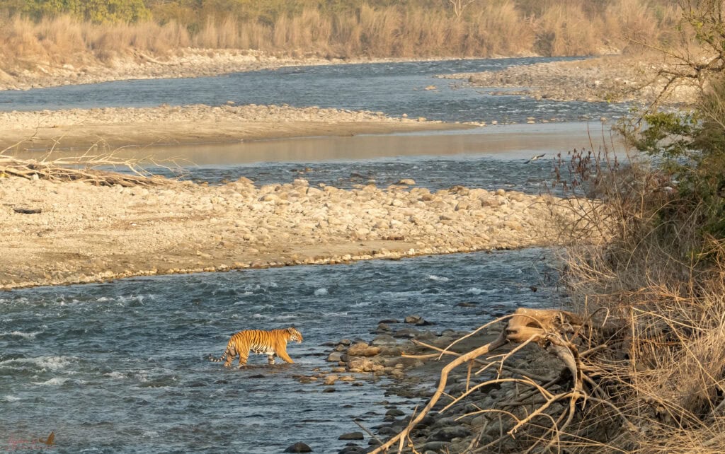 Jim Corbett National Park