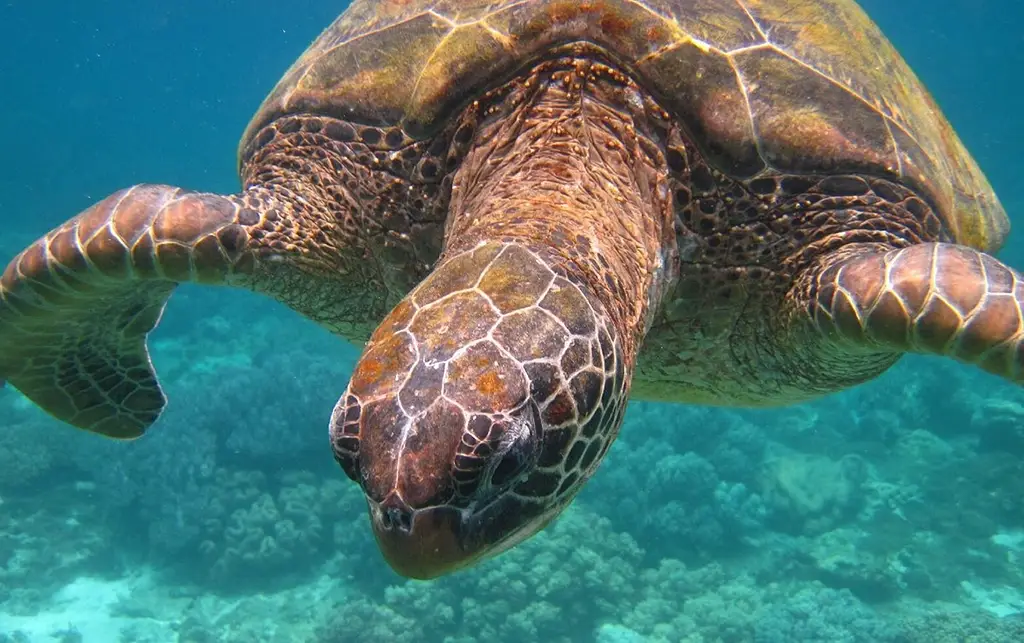 A picture of a sea turtle swimming in the water around Apo Island