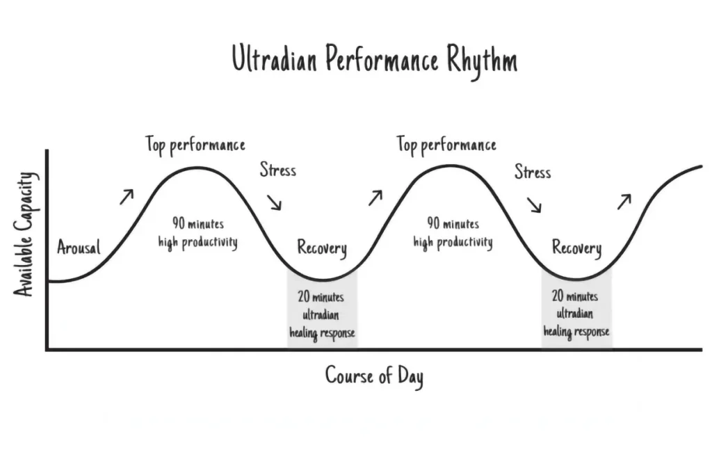 ultradian rhythm performance chart