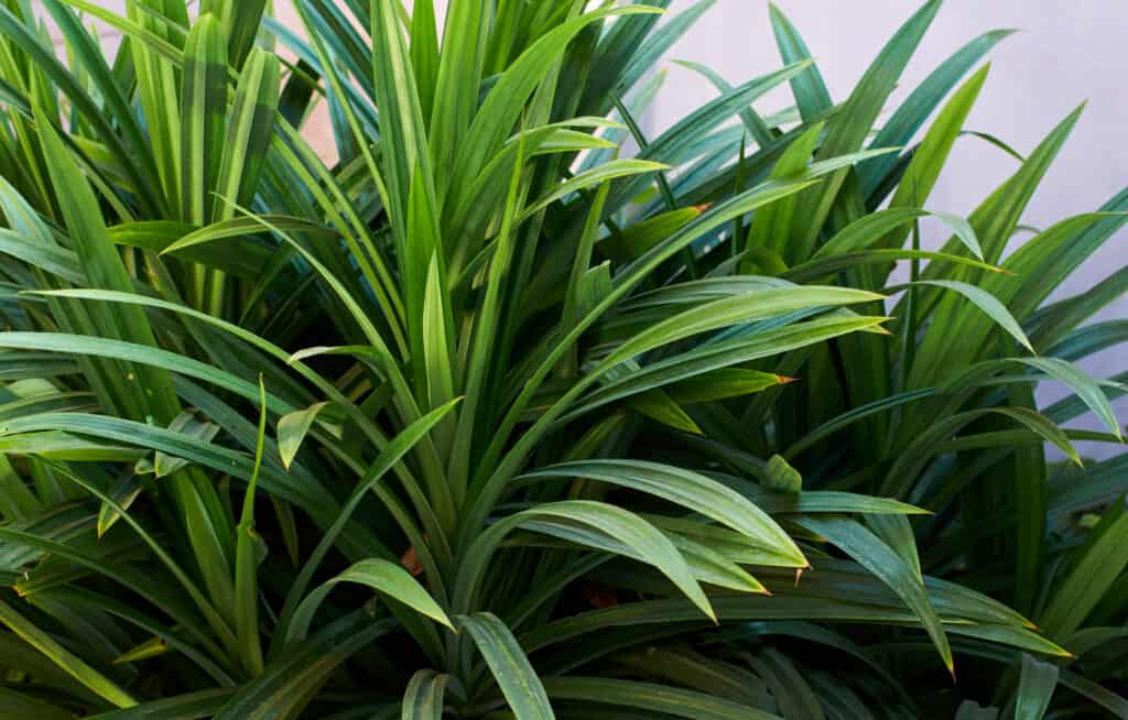 Succulent pandon plant organic