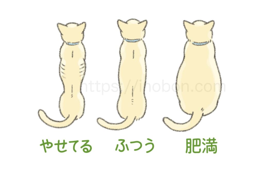 猫の体型チェック、肥満、普通、痩せている