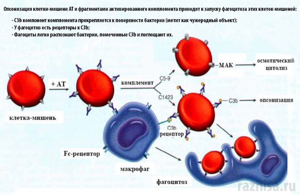 Опсонизация Опсонизация