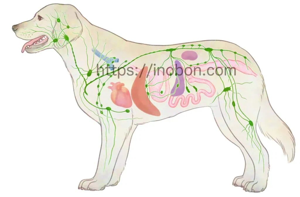 ○獣医解剖学イラスト／犬や猫の体の器官、構造、病態生理の図 | いの