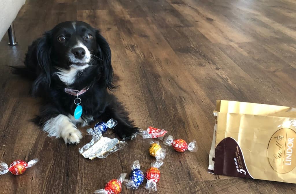 Dog sitting on wooden floor surrounded by chocolate candies and a Lindt bag.