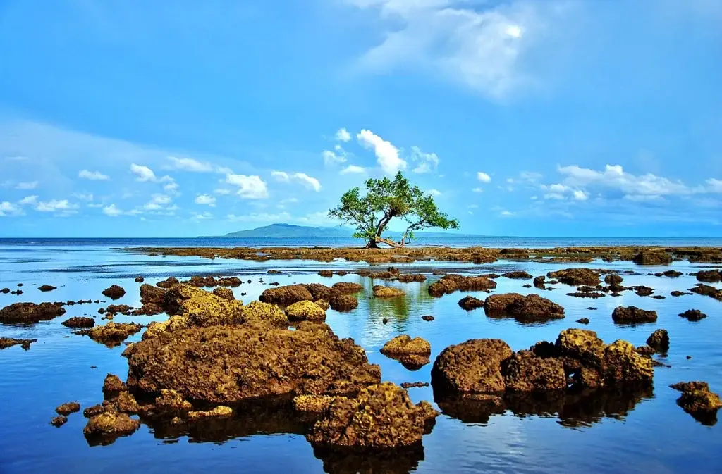 Mangrove Tree in Cagbalete Island, Mauban, Quezon